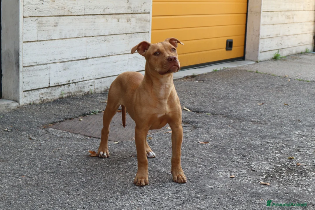 Pitbull cani in vendita: Femmina American Pit Bull Terrier  a Provincia autonoma di Trento - Annuncio 5