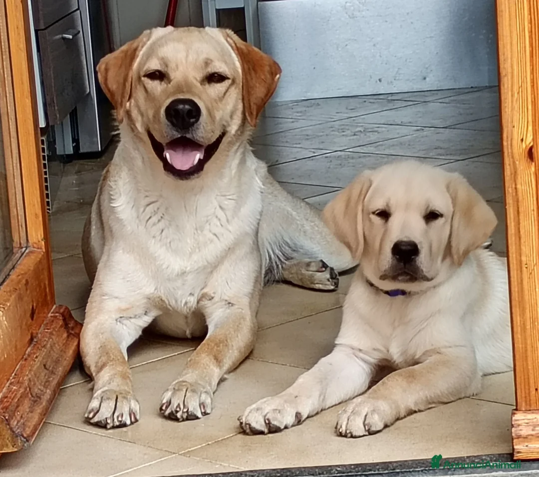Labrador cani in vendita: Cuccioli Labrador retriever  - Annuncio 1
