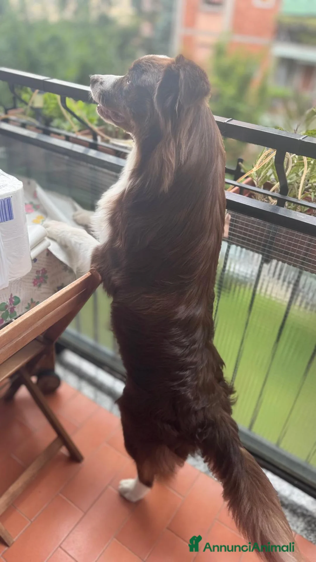 Australian Shepherd cani per accoppiamento: Maschio Pastore Australiano a Città metropolitana di Milano - Annuncio 7