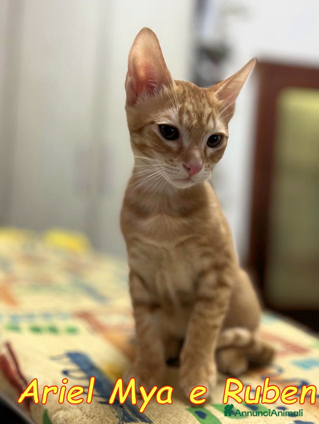 Europeo gatti in regalo: TRE GATTINI DOLCISSIMI CERCANO CASA - Annuncio 18