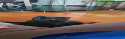 British gatti in vendita: British Femmina 10 mesi  - Annuncio 3