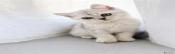 Scottish gatti in vendita: Disponibili ultimi 2 maschietti scottish straight a Provincia di Monza e della Brianza - Annuncio 3