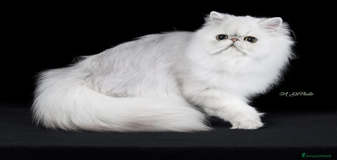 Immagine della galleria {{count}}