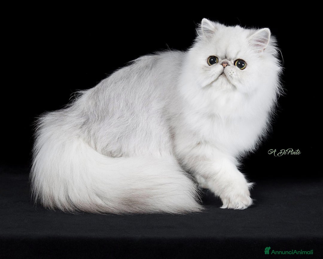 Immagine della galleria {{count}}