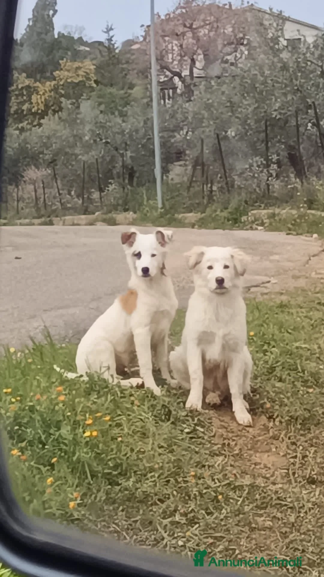Meticcio cani in regalo: ADOZ.DEL💔:gli altri cani li aggrediscono!!!!! a Provincia di Siena - Annuncio 5