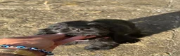 Cocker cani in vendita: Cuccioli di cocker nero - Annuncio 6
