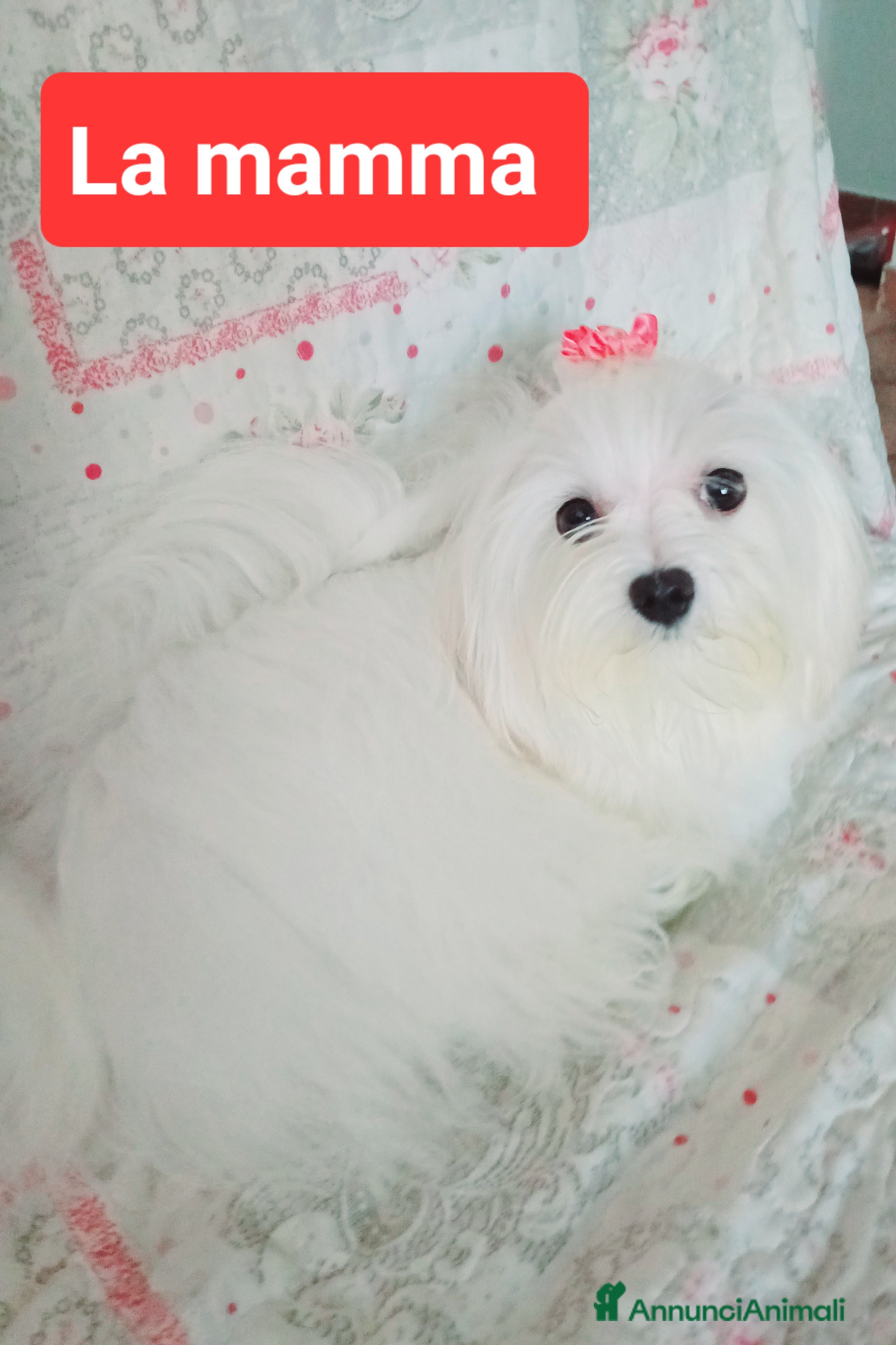 Maltese cani Cuccioli di Maltese allevati in famiglia con amore - Annuncio 2