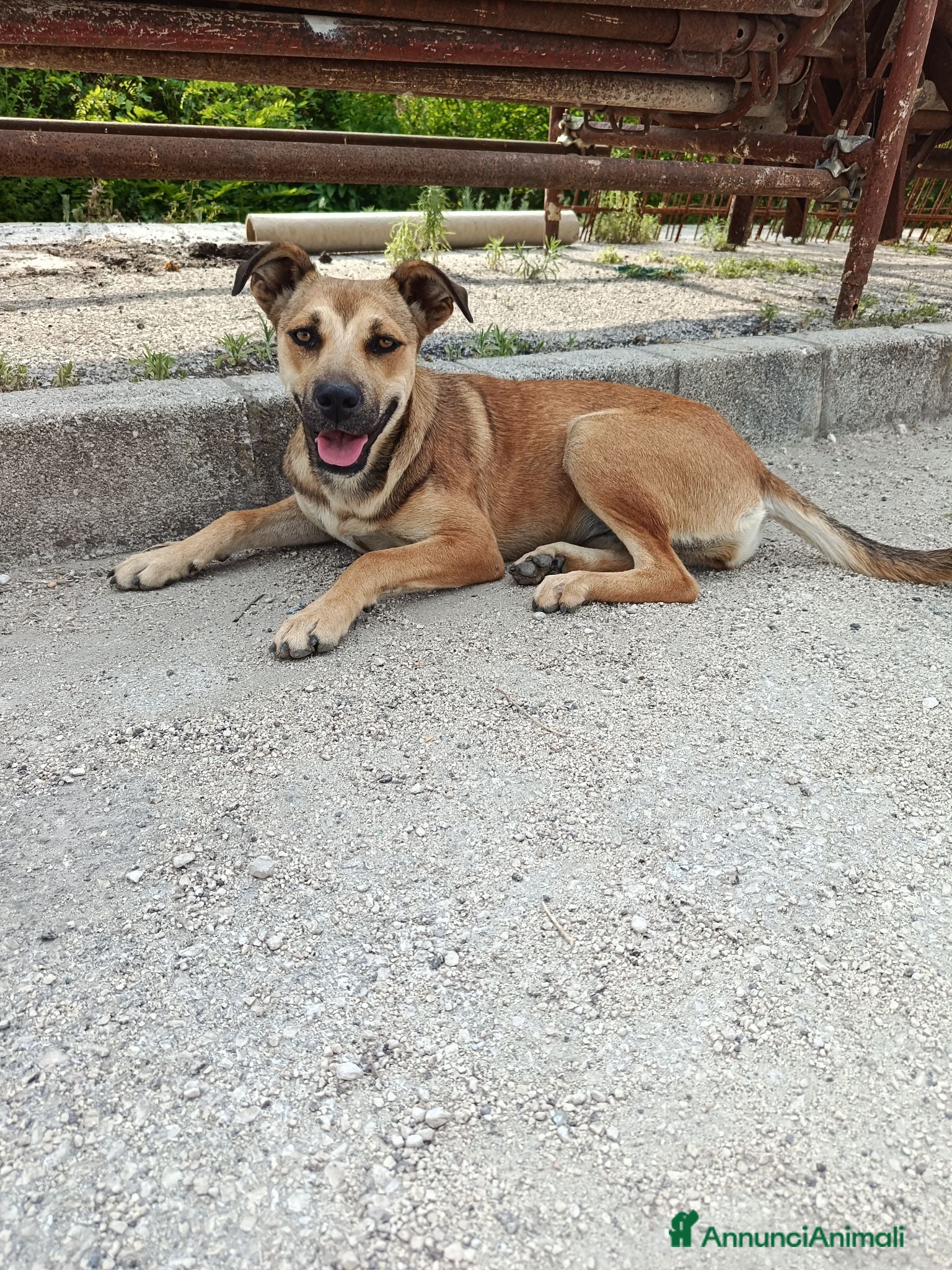 Meticcio cani Stella cerca casa urgentemente  - Annuncio 7