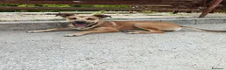 Meticcio cani in regalo: Stella cerca casa urgentemente  - Annuncio 1