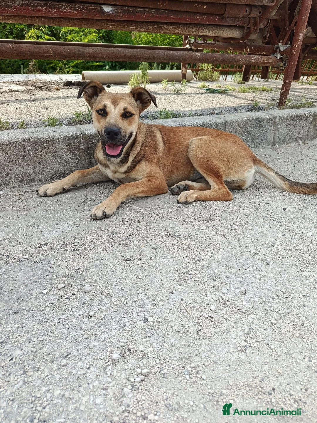 Meticcio cani in regalo: Stella cerca casa urgentemente  - Annuncio 1