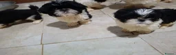 Shih Tzu cani in vendita: Cuccioli shit-zu  - Annuncio 2
