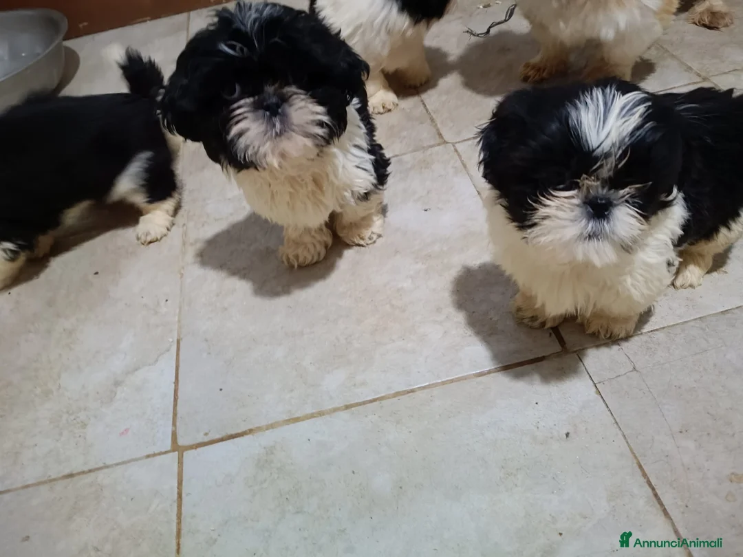 Shih Tzu cani in vendita: Cuccioli shit-zu  - Annuncio 2