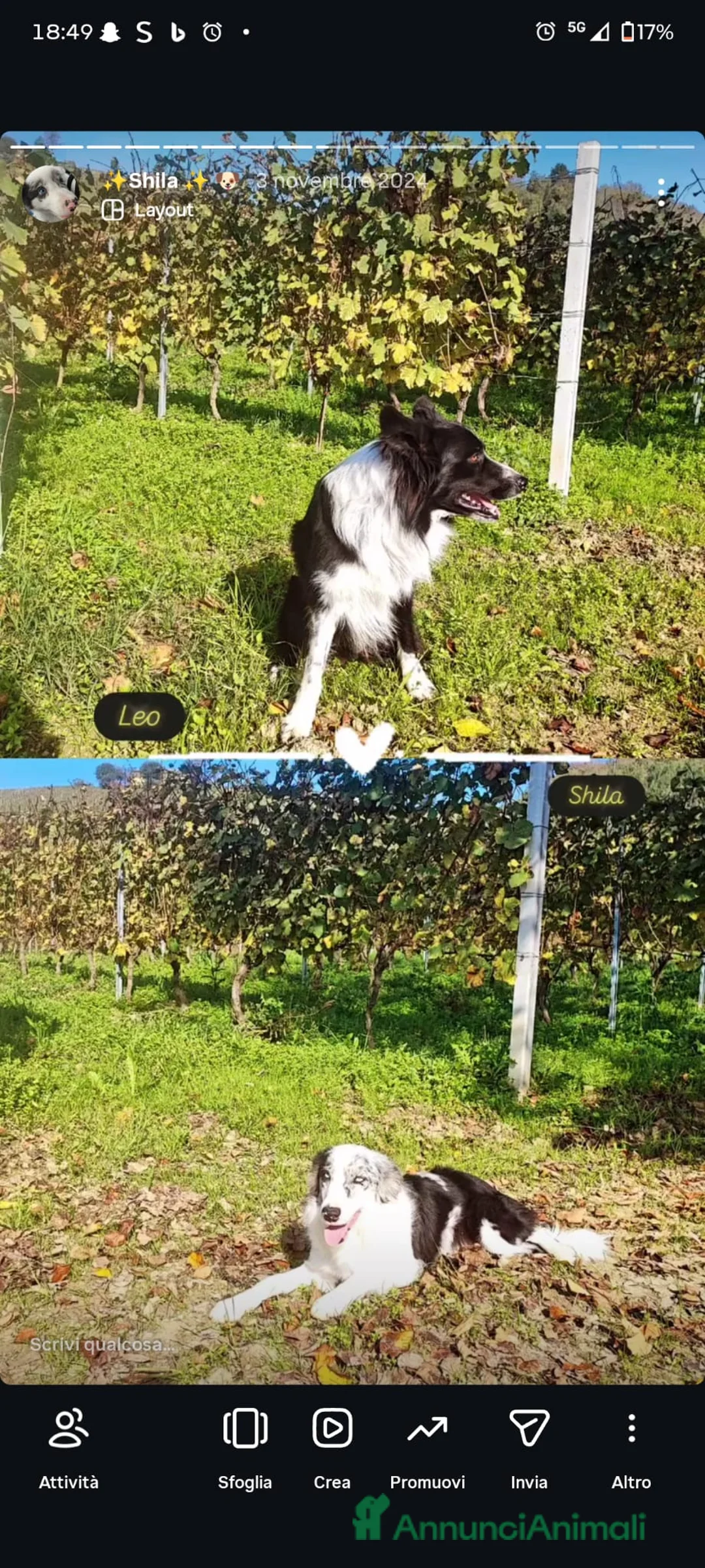 Border Collie cani in vendita: CUCCIOLI DI BORDER COLLIE ALTA GENEALOGIA - Annuncio 5