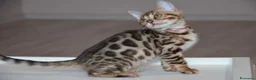 Bengala gatti in vendita: Bellissimi cuccioli di bengala - Annuncio 2