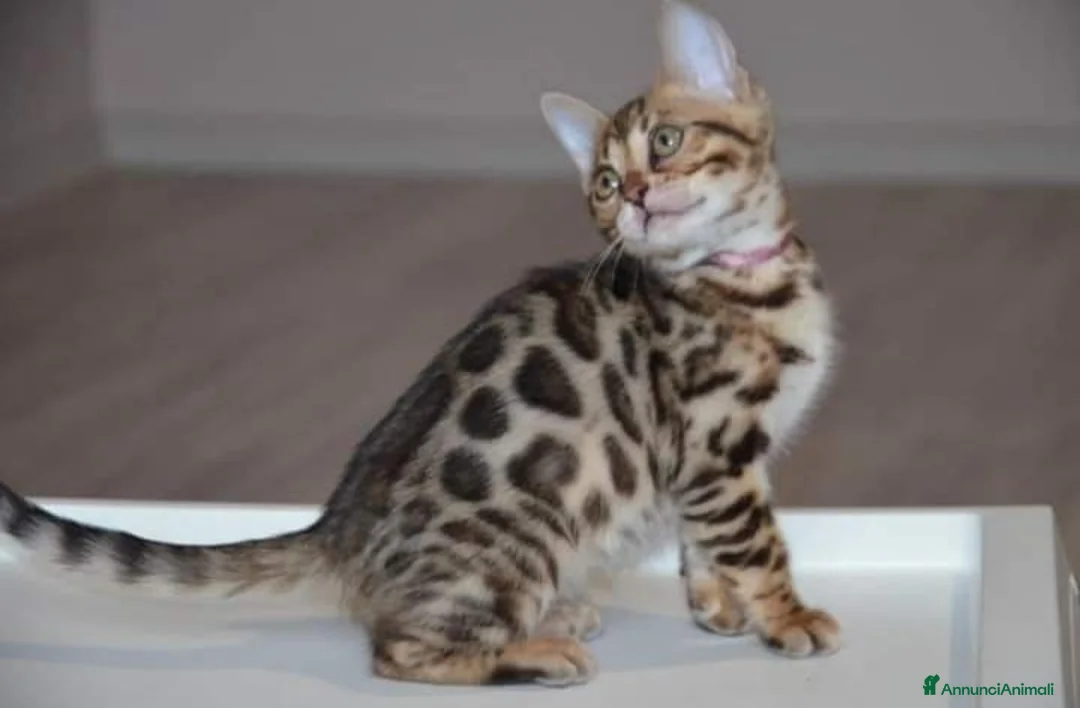 Bengala gatti in vendita: Bellissimi cuccioli di bengala - Annuncio 2