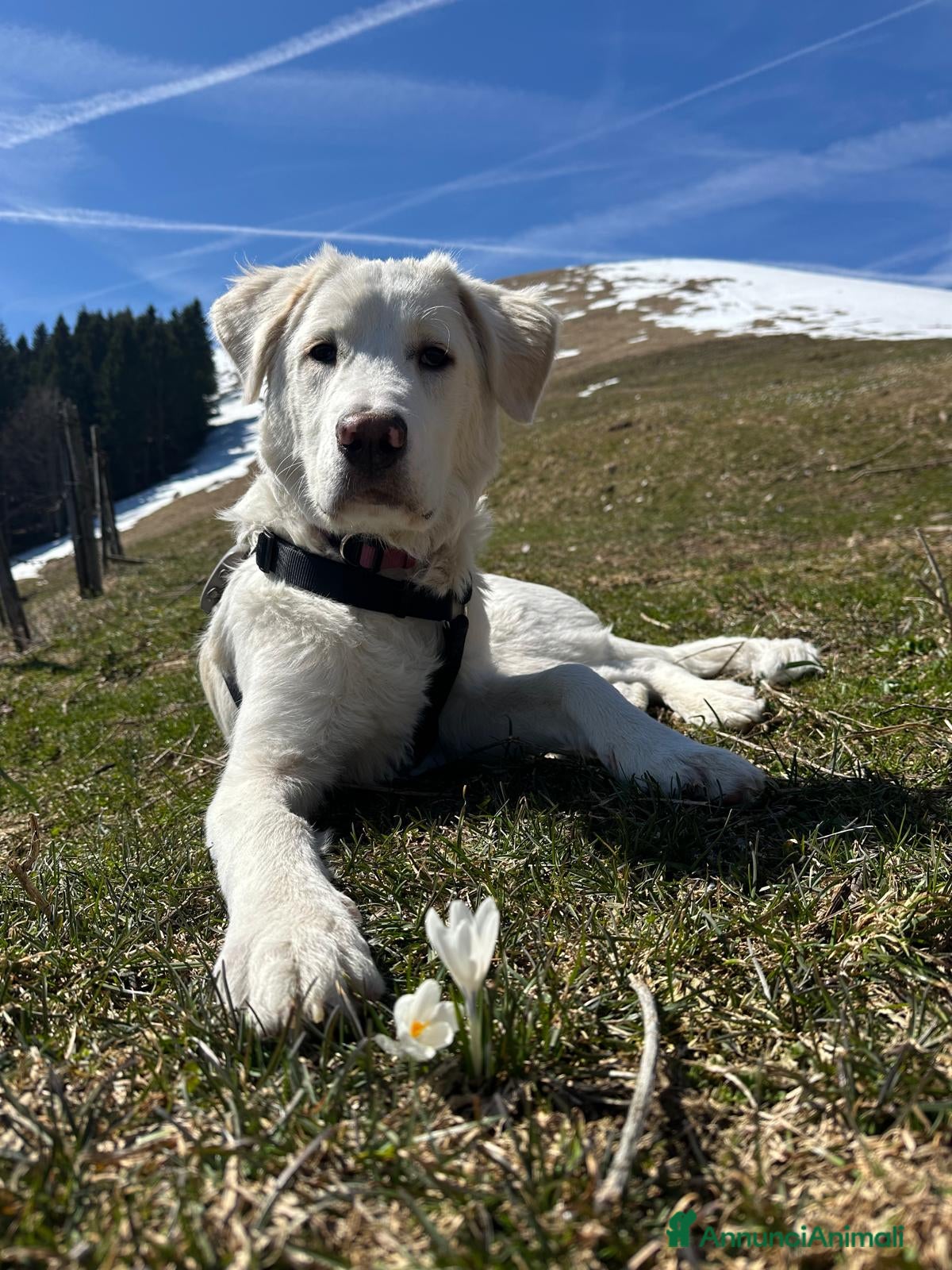 Meticcio cani TIBERIO - INCROCIO GOLDEN/MAREMMANO - Annuncio 7