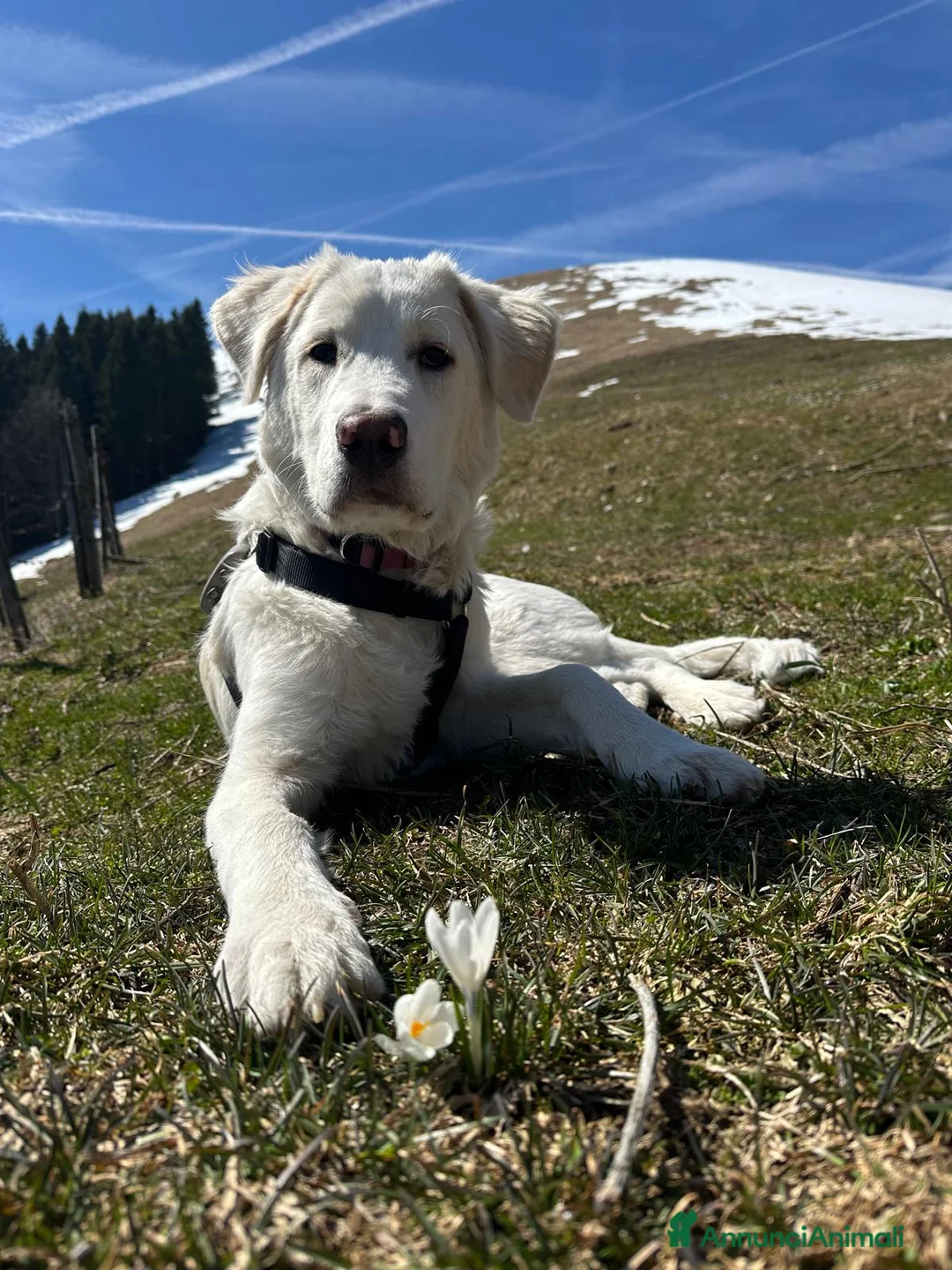 Meticcio cani in regalo: TIBERIO - INCROCIO GOLDEN/MAREMMANO a Provincia di Vicenza - Annuncio 1