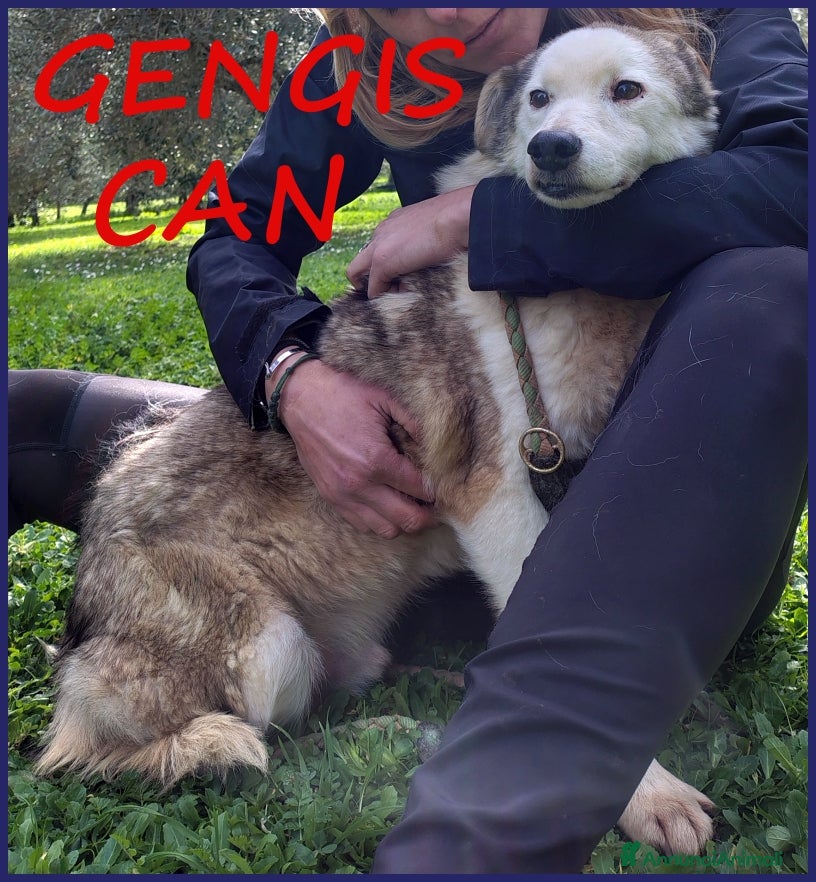 Meticcio cani GENGIS CAN, TENERO NONNINO DI 12 ANNI TUTTI IN GAB a Città metropolitana di Milano - Annuncio 13