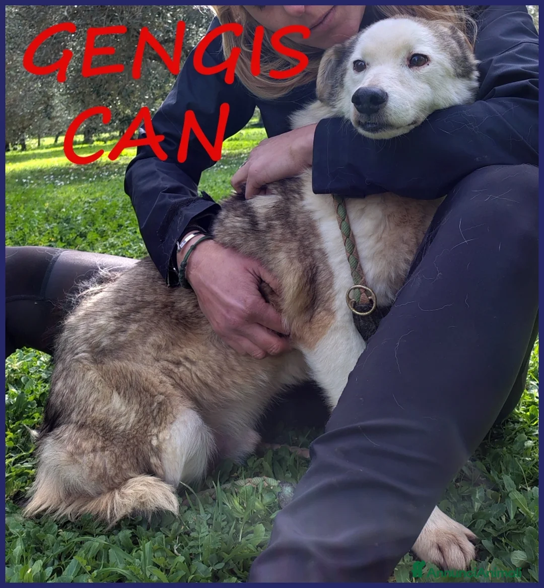 Meticcio cani in regalo: GENGIS CAN, TENERO NONNINO DI 12 ANNI TUTTI IN GAB a Città metropolitana di Milano - Annuncio 1