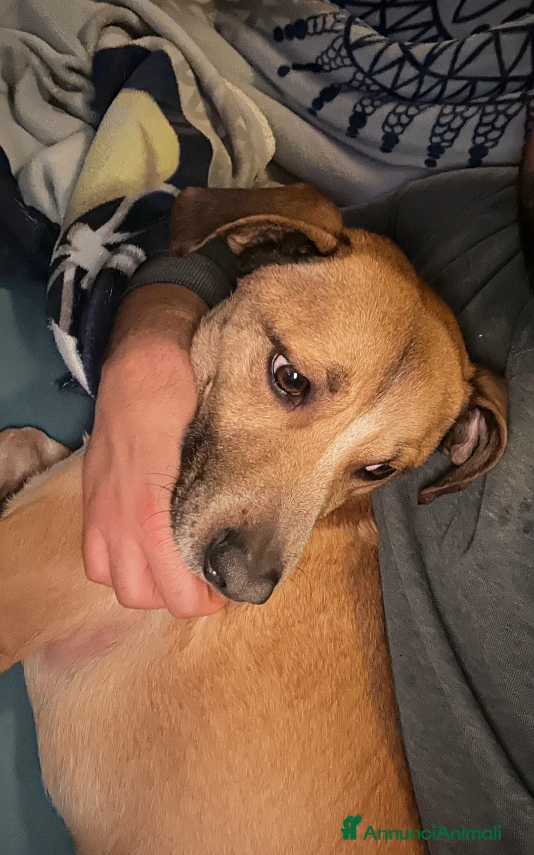 Meticcio cani in regalo: Axel  - Annuncio 5