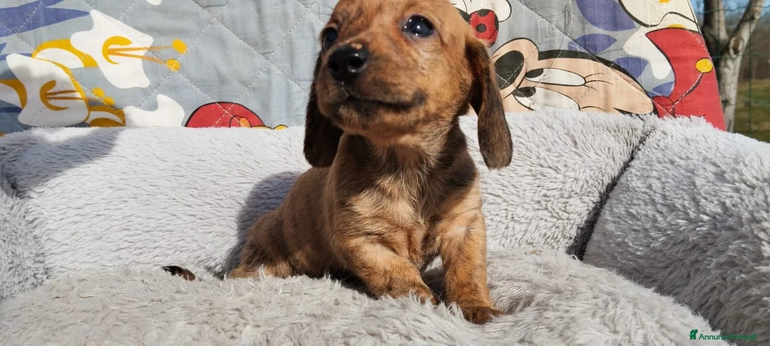 Bassotto cani in vendita: Bassotti tedeschi  - Annuncio 2