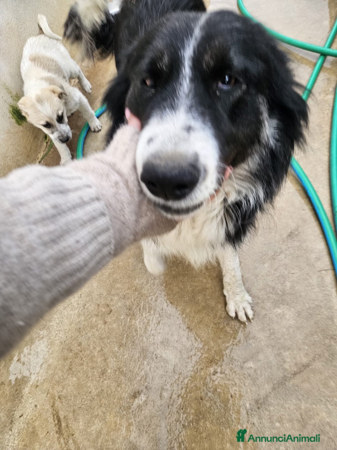 Meticcio cani in regalo: ROSALIA: GIOVANE MAMMINA EQUILIBRATA DOLCISSIMA  - Annuncio 7