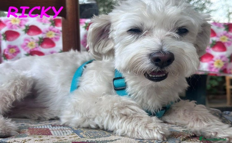 Maltese cani a Città Metropolitana di Torino - Annuncio 1