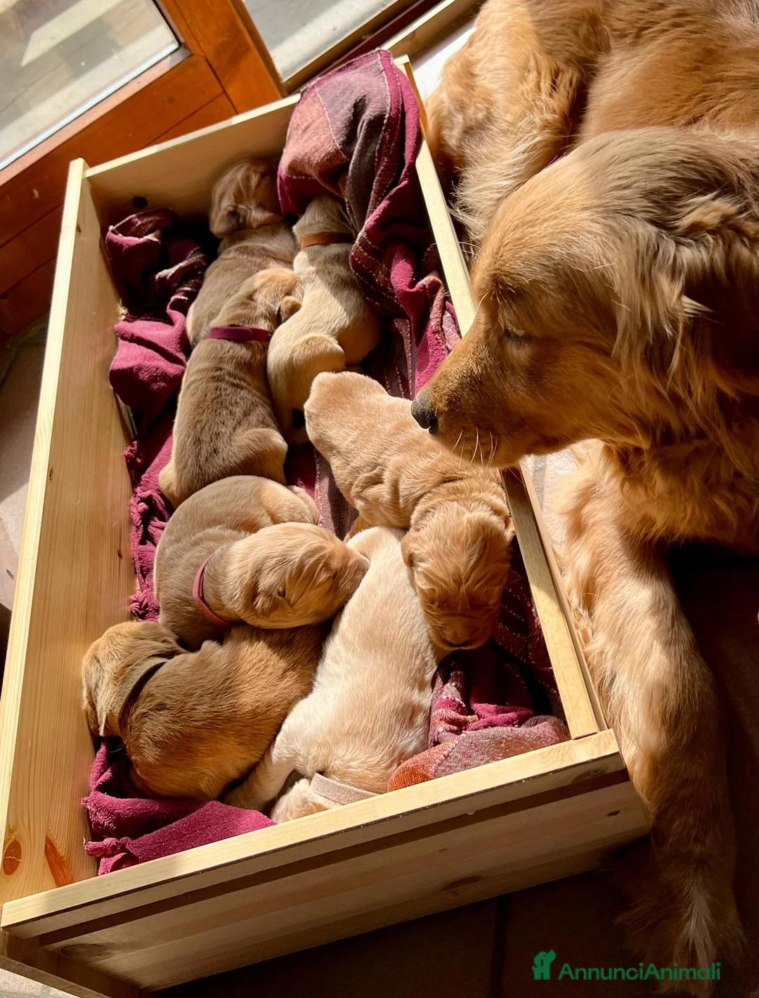 Golden Retriever cani in vendita: Cuccioli di Golden Retriever con pedigree ENCI - Annuncio 2