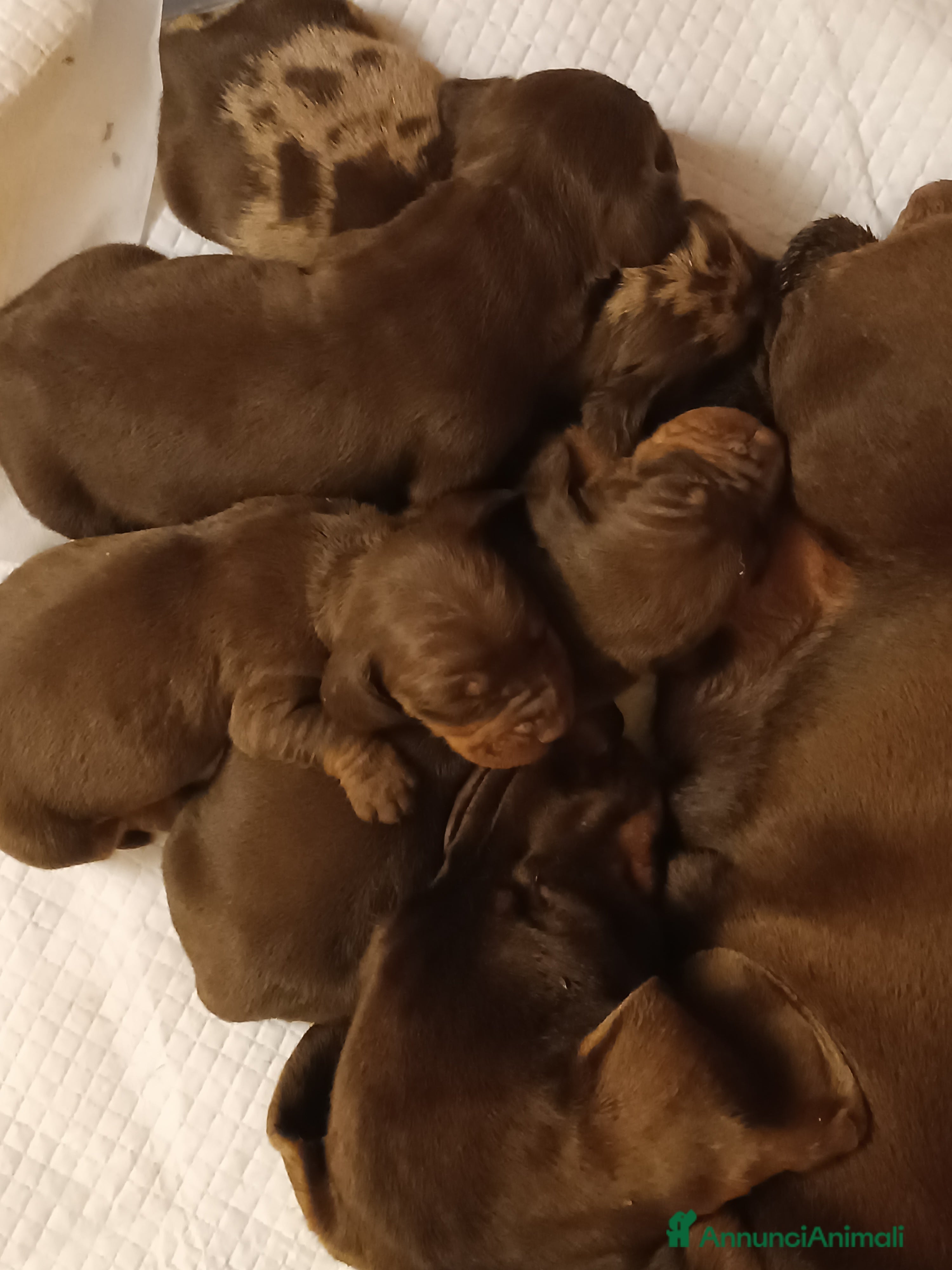 Bassotto cani Cuccioli bassotto tedesco - Annuncio 5