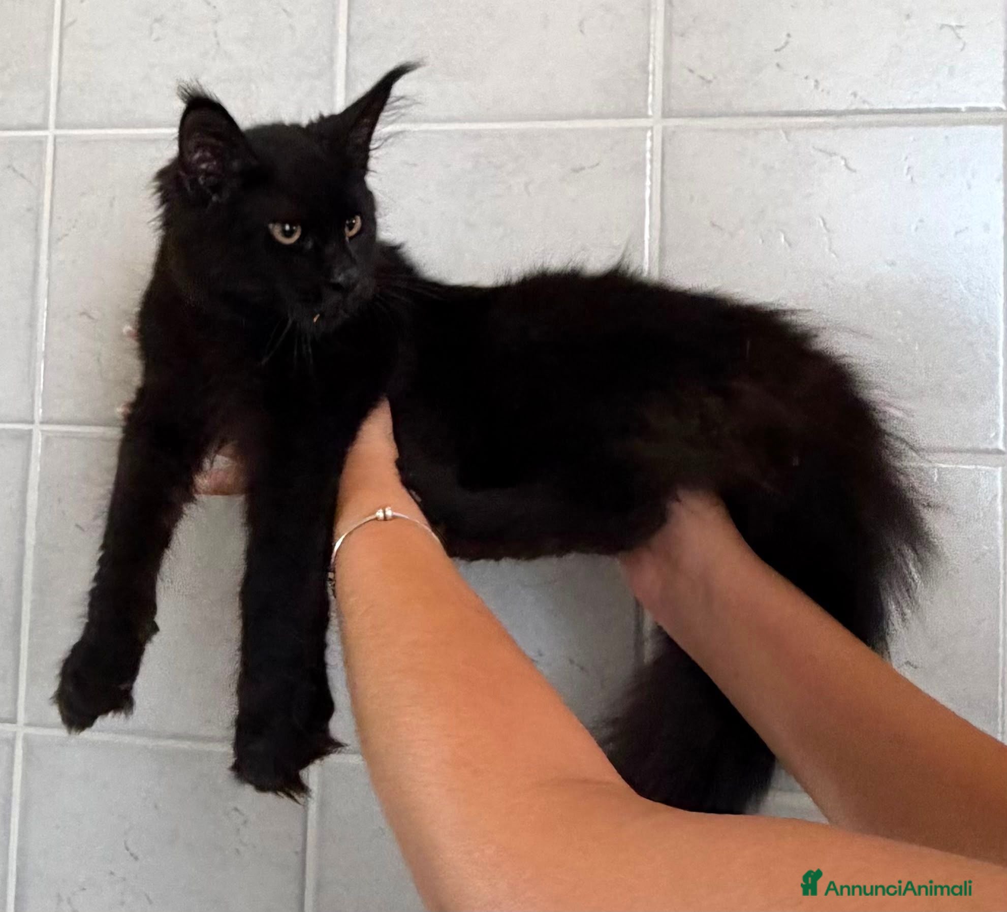 Maine Coon gatti Gatto Maine Coon Black Smoke maschio - Annuncio 5