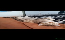 Scottish gatti in regalo: Scottish straight in regalo - Immagine 8