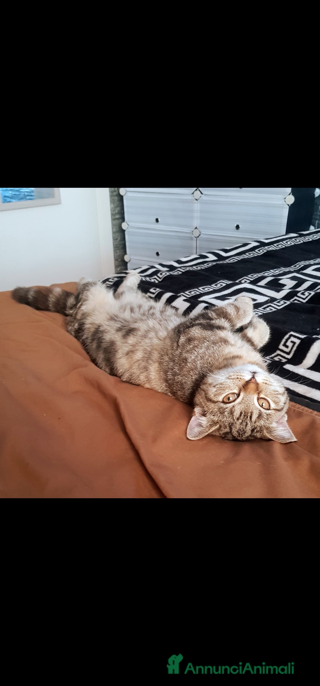 Scottish gatti in regalo: Scottish straight in regalo - Immagine 8