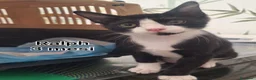 Altre razze gatti in regalo: GATTINI ABBANDONATI: URGENTE  a Città Metropolitana di Torino - Annuncio 3