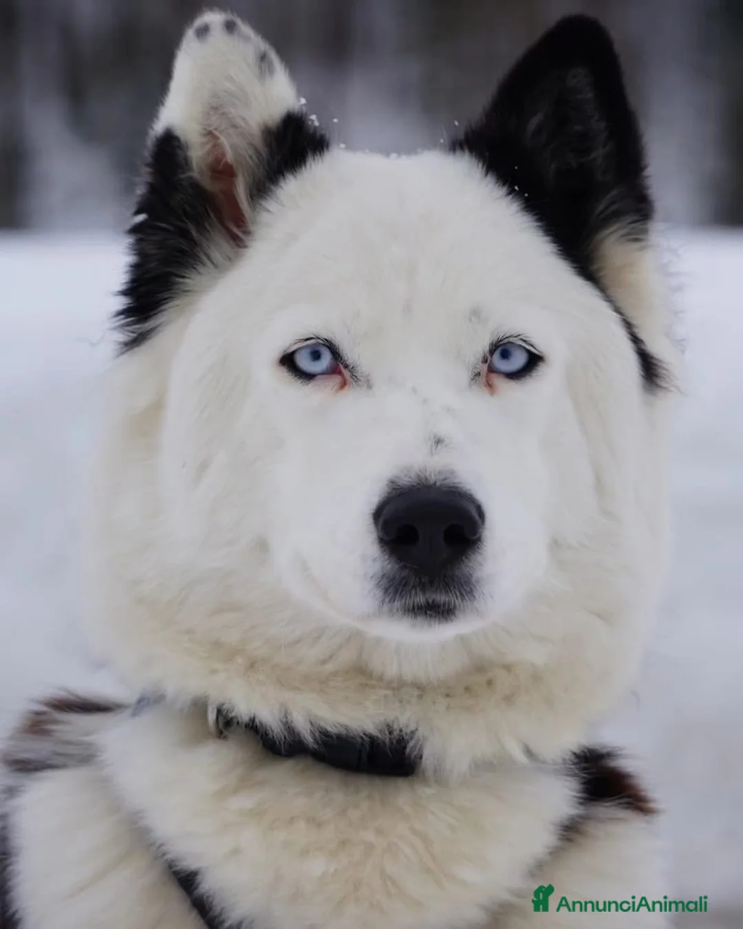 Yakutian Laika cani in vendita: Cuccioli di Yakutian Laika - Annuncio 2