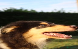 Collie cani in vendita: Cucciola tricolore  a Province of Como - Immagine 4