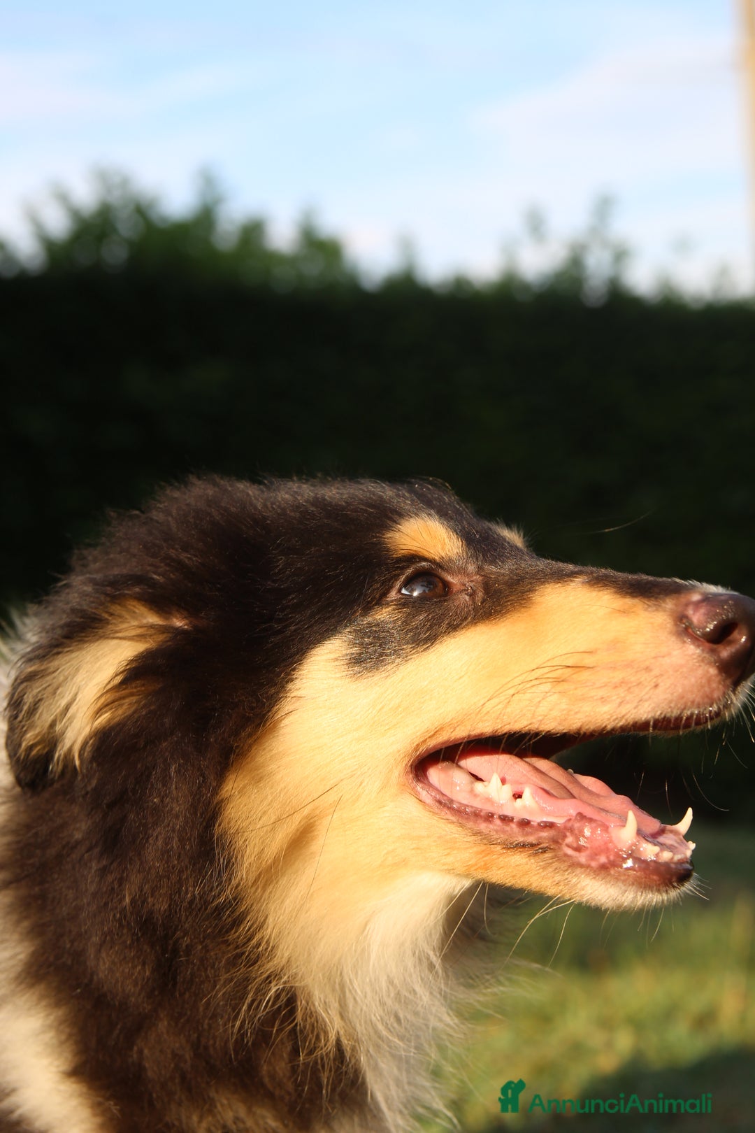 Collie cani in vendita: Cucciola tricolore  a Province of Como - Immagine 4