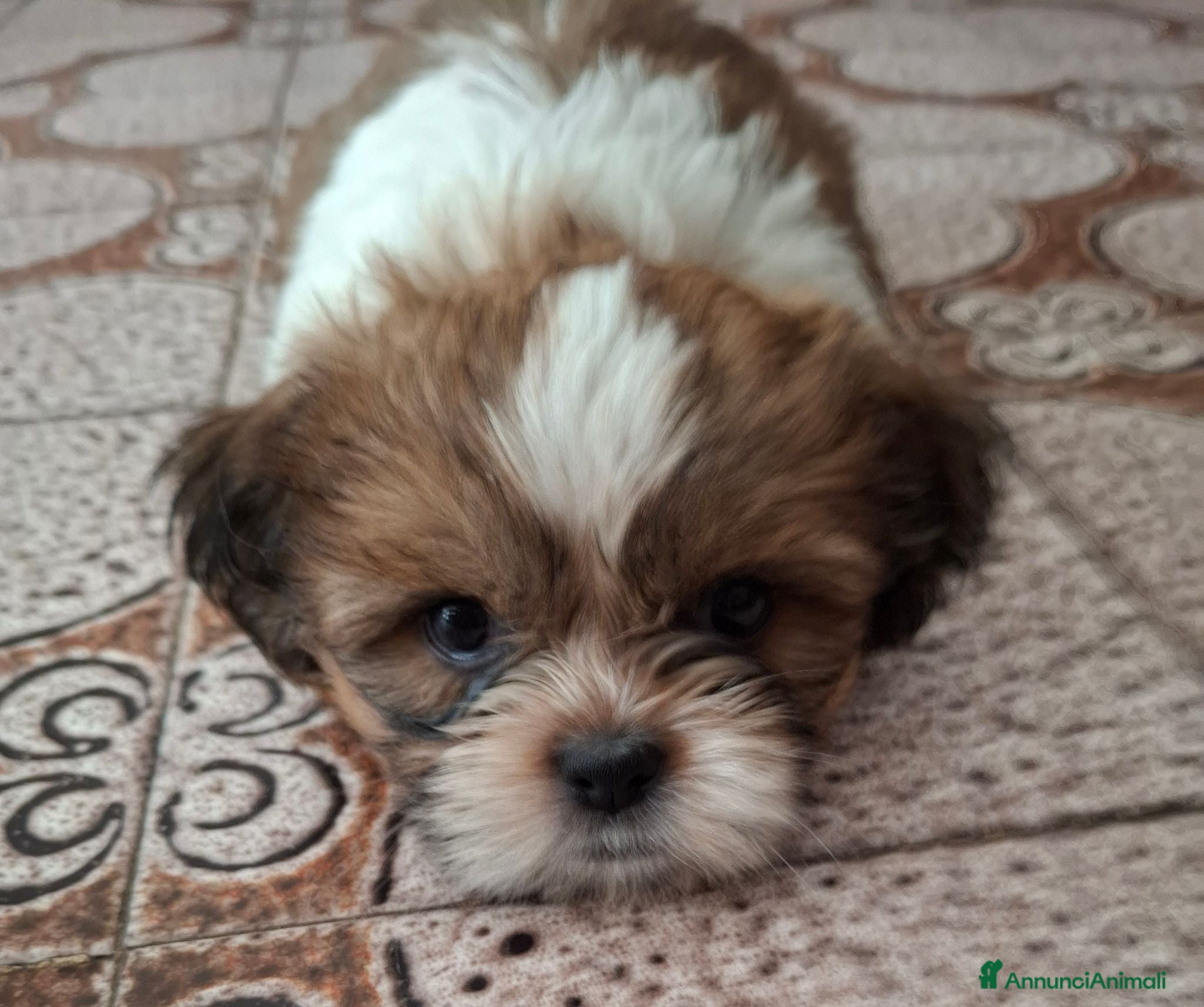 Shih Tzu cani  Shitzu  - Annuncio 24