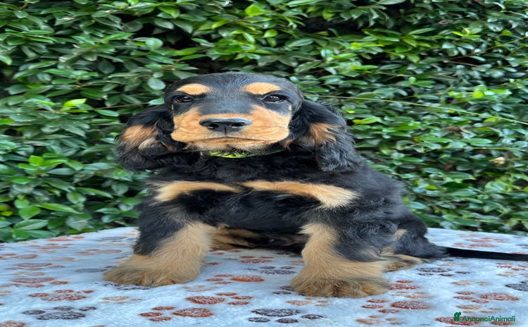 Cocker cani Cocker spaniel inglese  - Annuncio 3