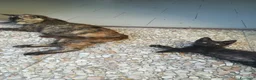 Europeo gatti in regalo: GATTINI - Annuncio 2