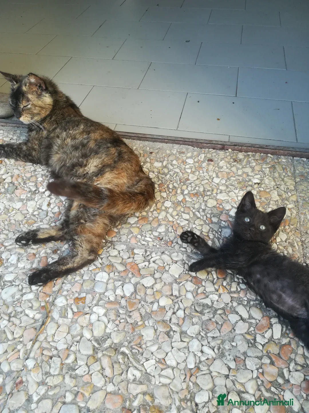 Europeo gatti in regalo: GATTINI - Annuncio 2