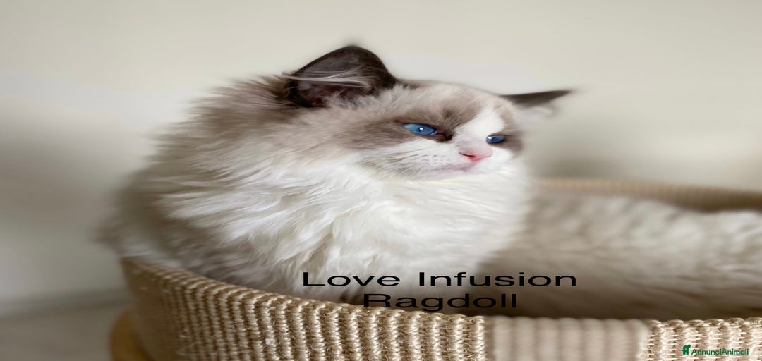 Immagine della galleria {{count}}