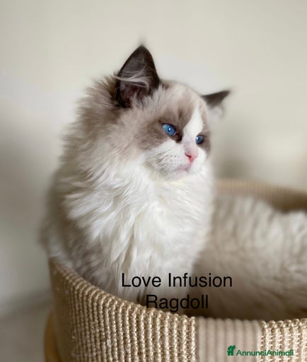 Immagine della galleria {{count}}