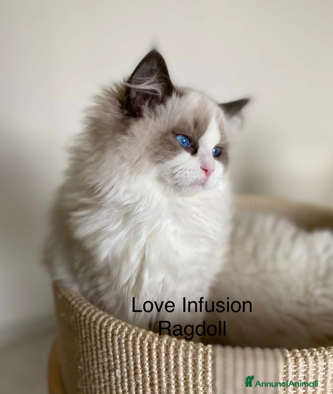 Immagine della galleria {{count}}