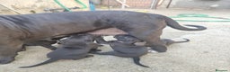 Cane Corso cani in vendita: Cuccioli di cane corso Puri  - Annuncio 1