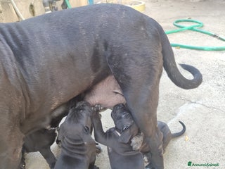 Cane Corso cani Cuccioli di cane corso Puri - Annuncio 6