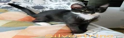 Europeo gatti in regalo: SILVESTRINO GATTINO DI 4 MESI - Annuncio 1