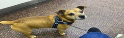 Jack Russell cani per accoppiamento: Jack russel misto pincher a Città metropolitana di Milano - Annuncio 6