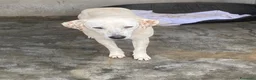 Meticcio cani in regalo: Lulù cagnolina meravigliosa - Annuncio 2