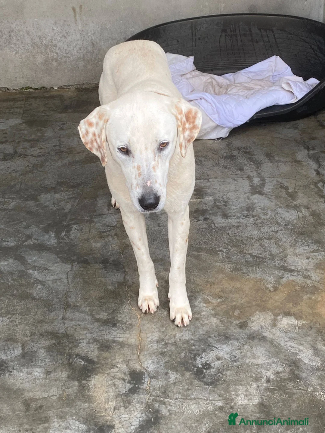 Meticcio cani in regalo: Lulù cagnolina meravigliosa - Annuncio 2