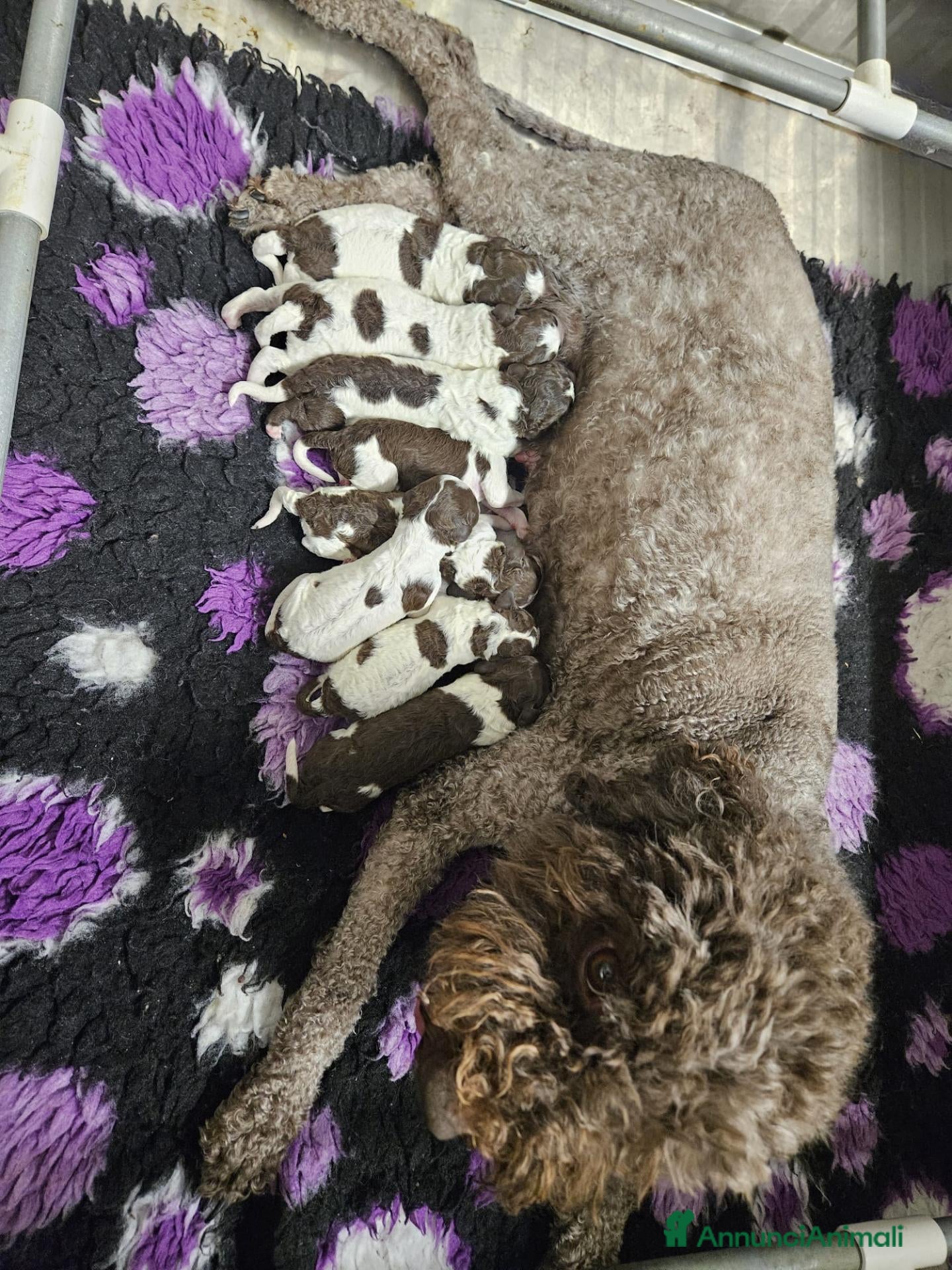 Lagotto cani in vendita: Cucciolo lagotto romagnolo  - Annuncio 1